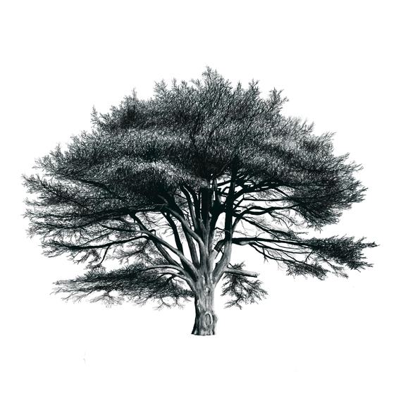 Illustration of a veteran cedar of Lebanon tree