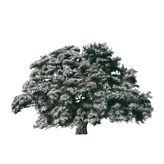 Illustration of a veteran field maple tree