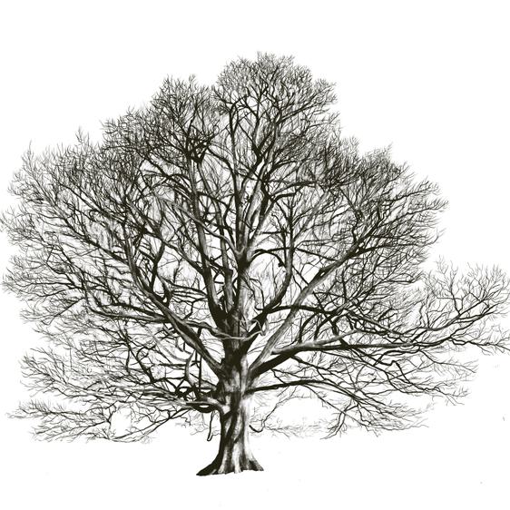 Illustration of a veteran common sycamore tree