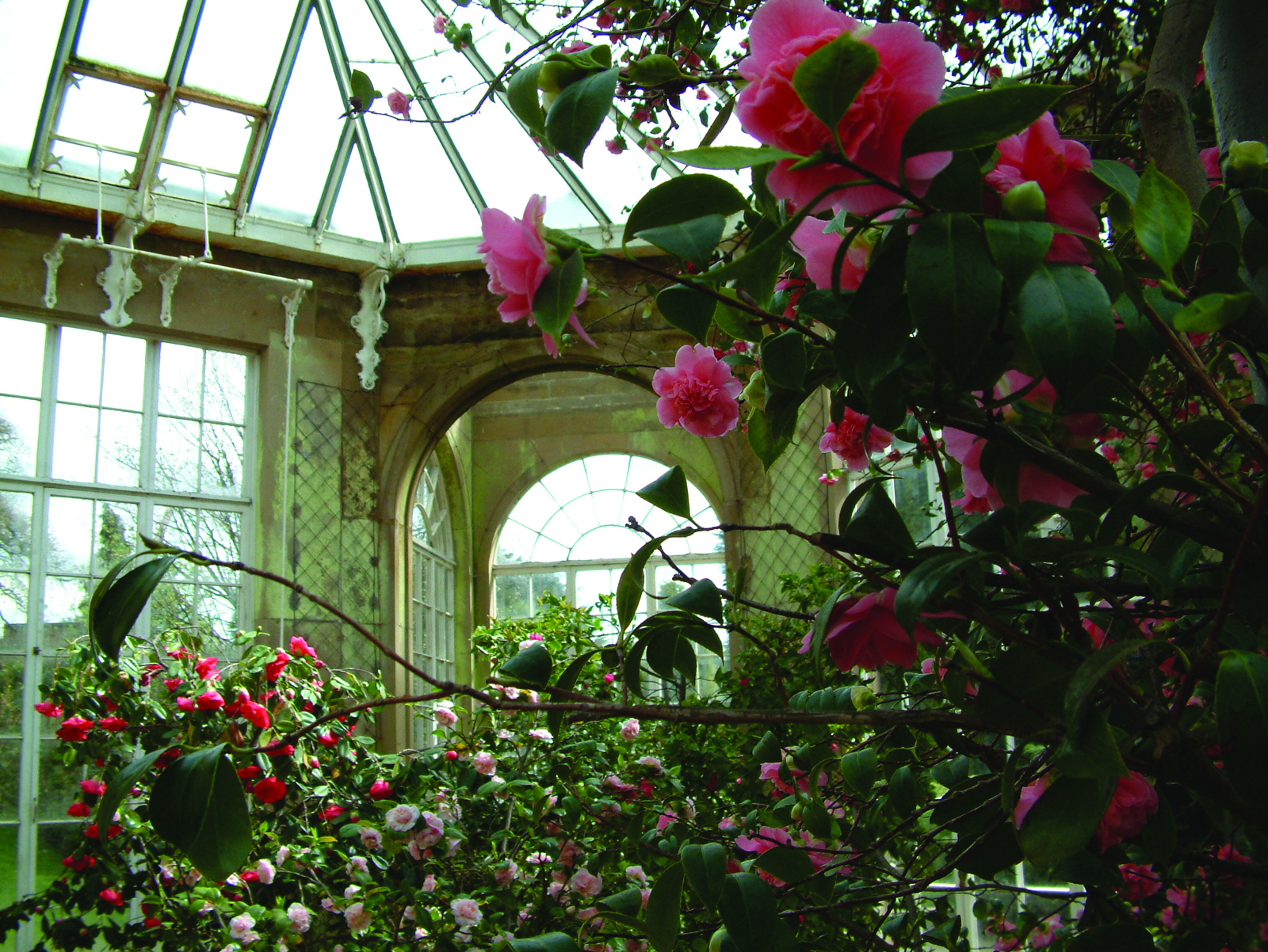 Pink camellias in a large greenhouse.
