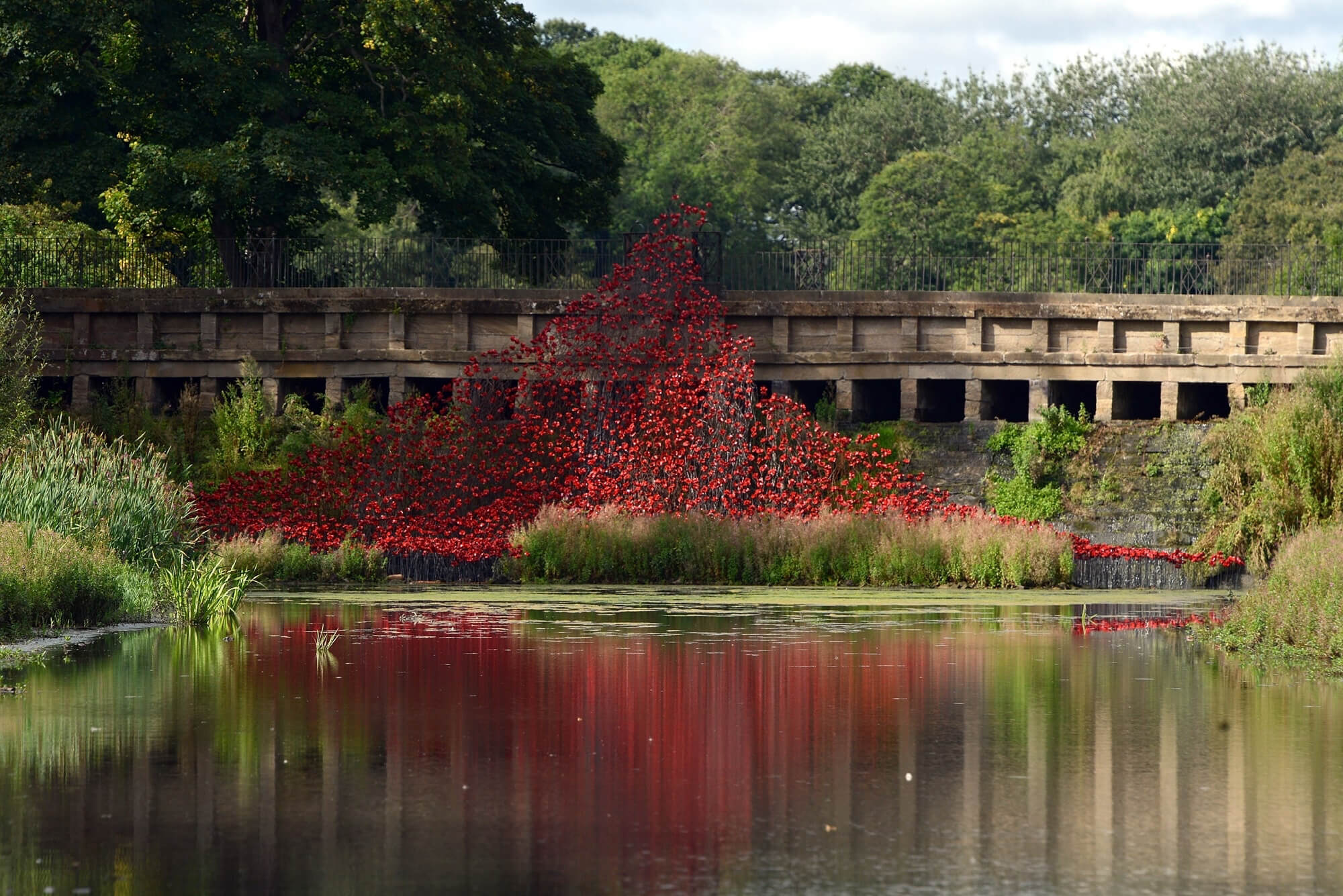 A cascade of red poppies flowing over a bridge into a lake.