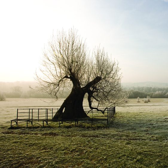 A solitary, leafless tree stands in a misty field, its gnarled branches reaching towards the sky. Frost covers the ground and nearby trees, while soft morning light casts a serene glow over the landscape, creating a tranquil winter scene.