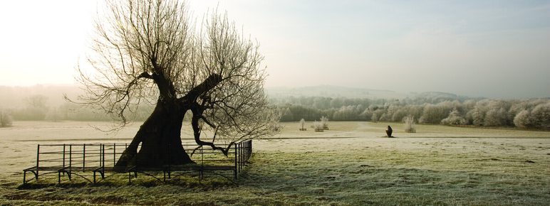 A solitary, leafless tree stands in a misty field, its gnarled branches reaching towards the sky. Frost covers the ground and nearby trees, while soft morning light casts a serene glow over the landscape, creating a tranquil winter scene.