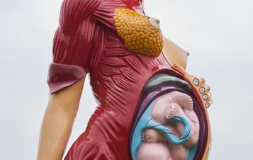 A large sculpture of a pregnant woman, with half her skin removed to reveal muscles and internal organs.