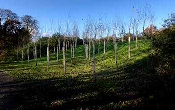 Rows of silver birch saplings in a square formation