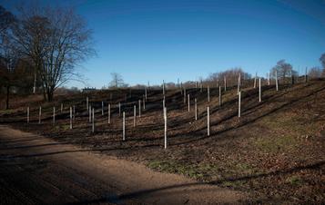 Rows of silver birch saplings in a square formation