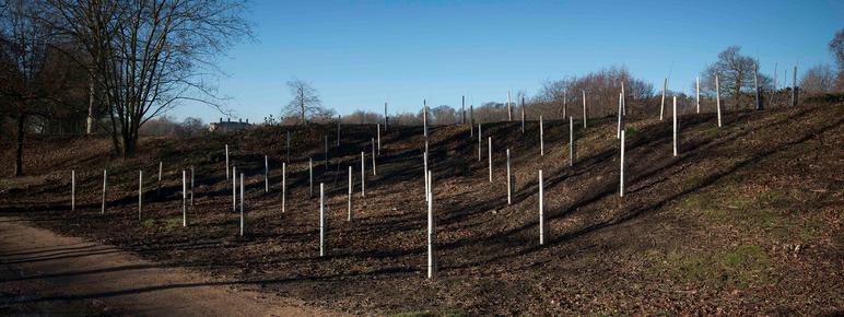 Rows of silver birch saplings in a square formation