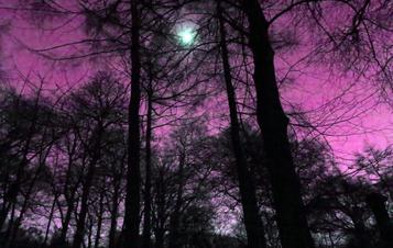 Dillan Marsh and Eleanor Clare Woods - The Poacher’s Lament and Other Half Heard Tales 2019 at Yorkshire Sculpture Park