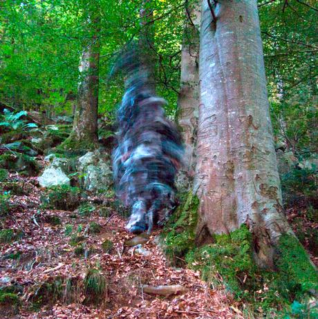 Dillan Marsh and Eleanor Clare Woods - The Poacher’s Lament and Other Half Heard Tales 2019 at Yorkshire Sculpture Park