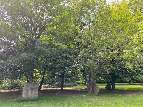 Three large trees growing next to three large stones