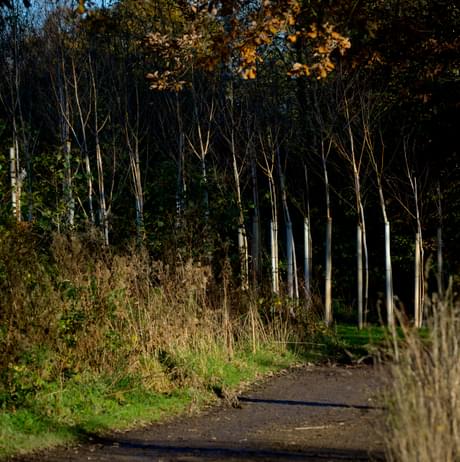 Rows of silver birch saplings in a square formation