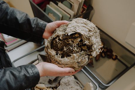 A person holds a large, intricate wasp nest made of grey paper-like material.
