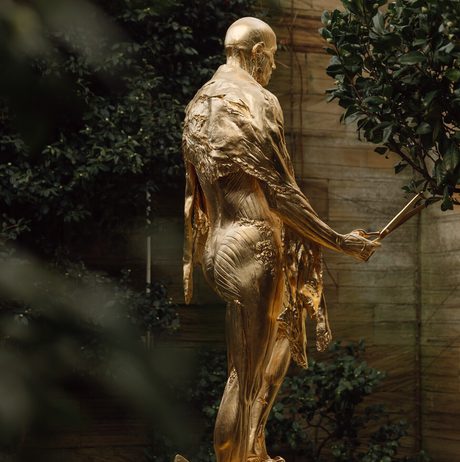 A gilded gold sculpture of a human figure with the skin removed revealing the musculature, displayed inside a glass house with large bushes. The figure is holding a knife and scissors and standing on a circular table.