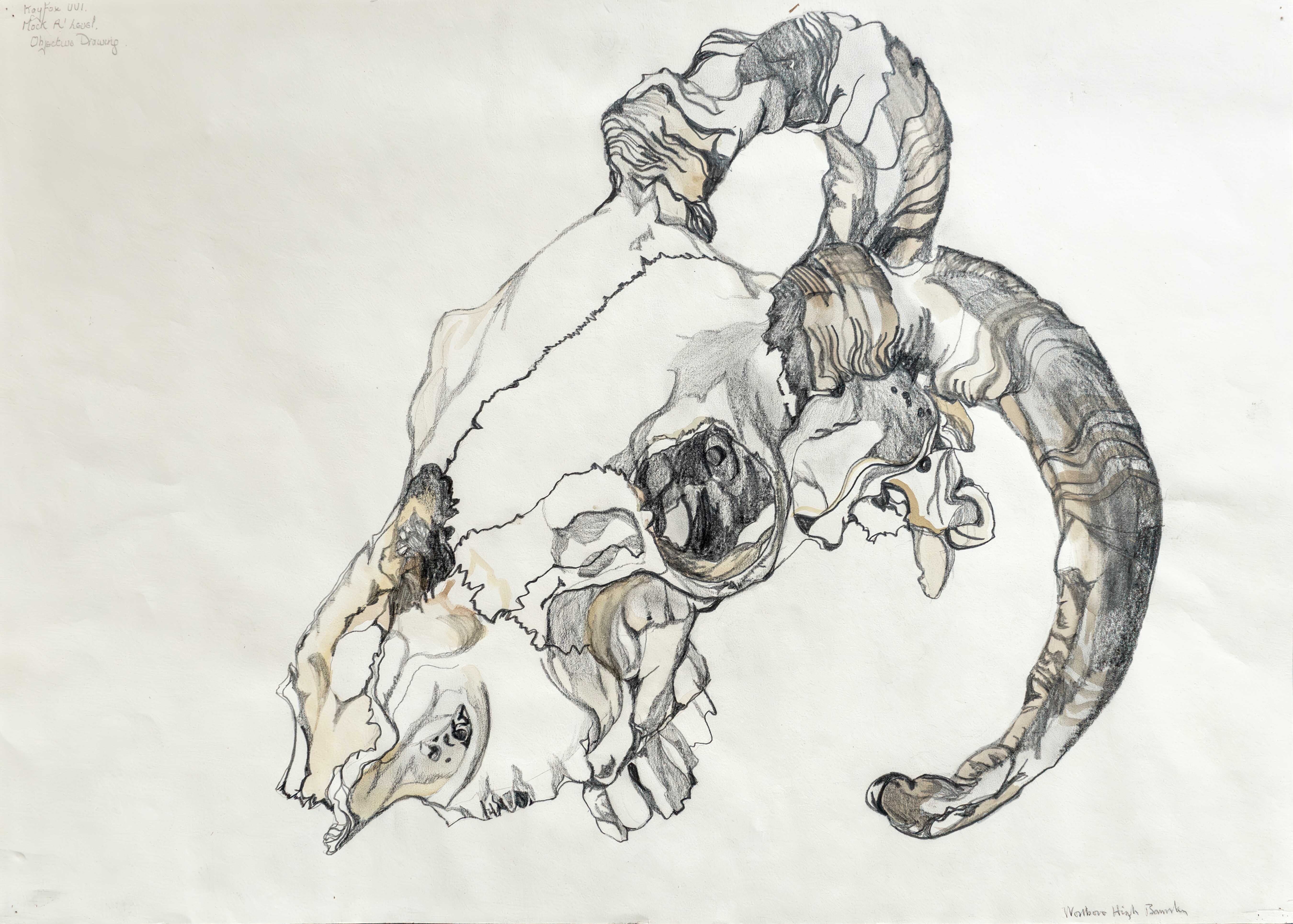 A child's pencil drawing of a ram skull