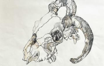A child's pencil drawing of a ram skull