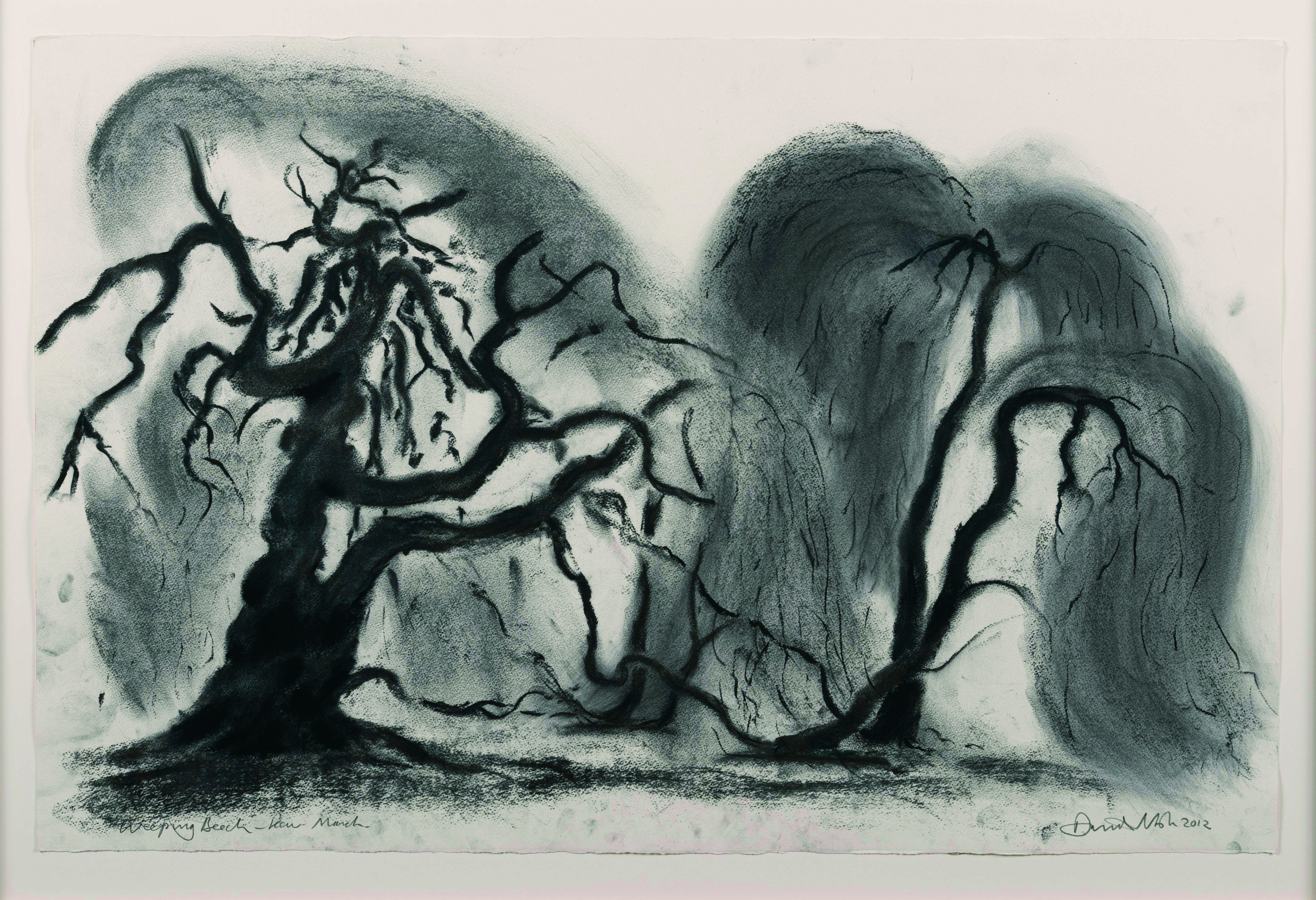 Charcoal drawing of two trees on paper.