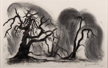 Charcoal drawing of two trees on paper.
