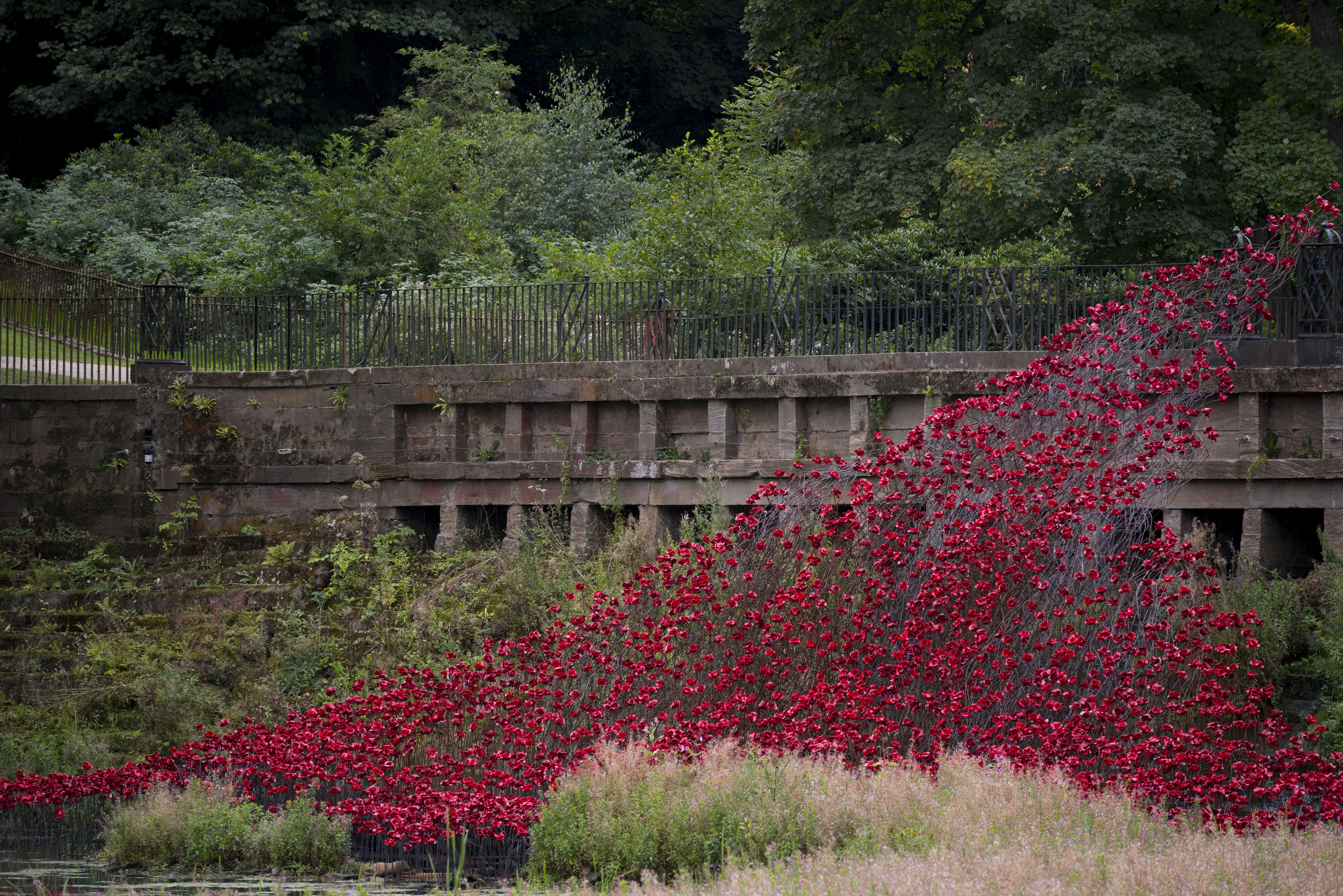 A cascade of red poppies flowing over a bridge into a lake.