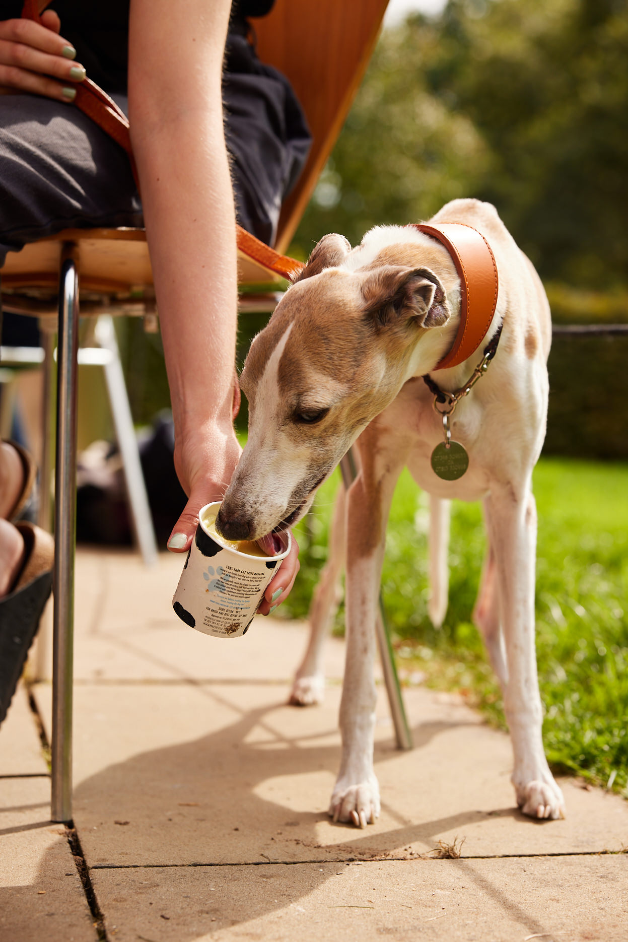 A small white and tan whippet, eating a dog icecream.