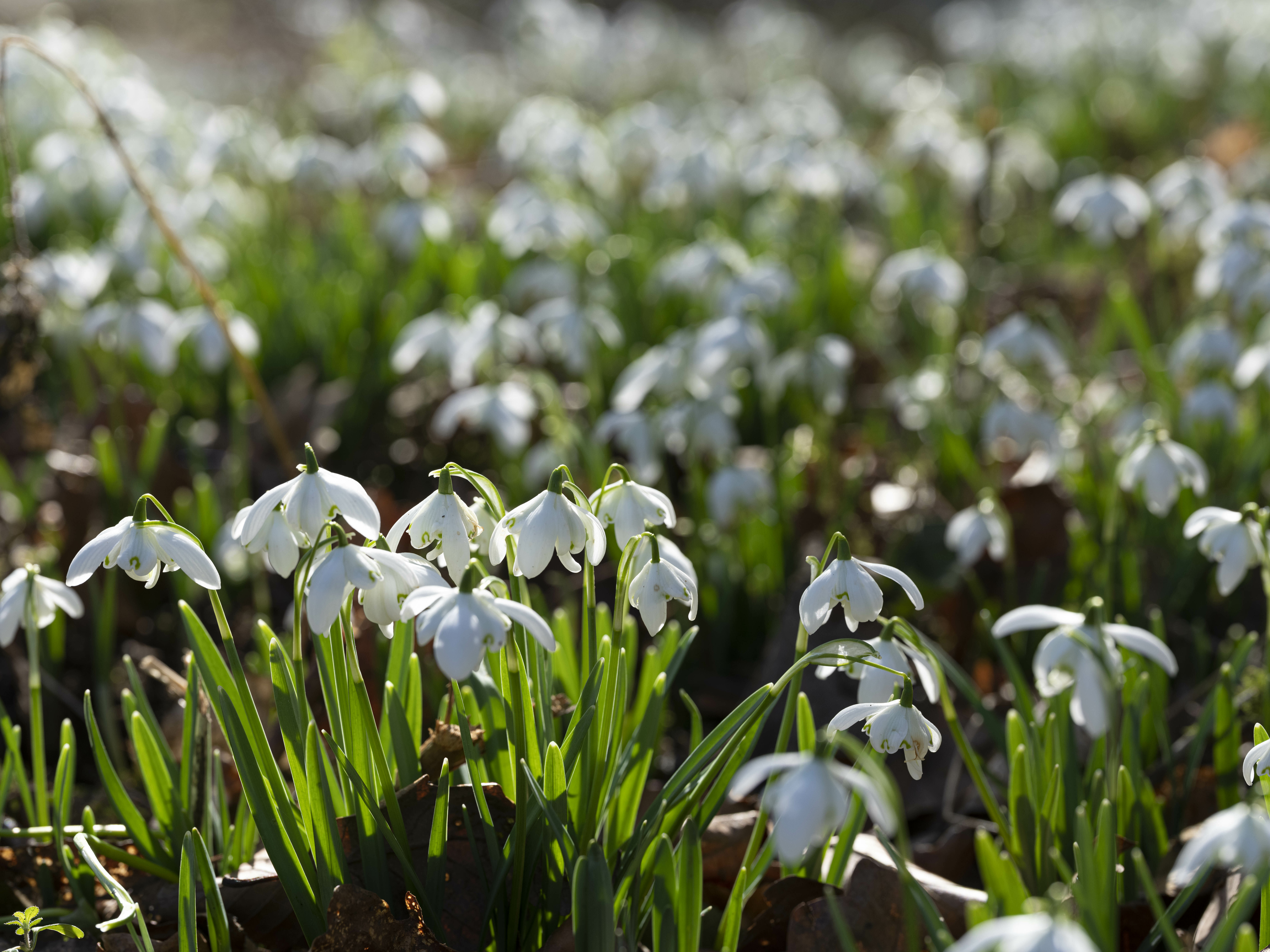 A carpet of snowdrops in spring sunshine.