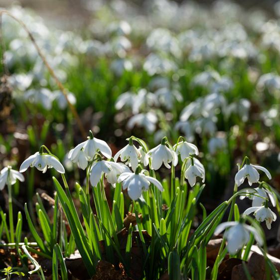 A carpet of snowdrops in spring sunshine.