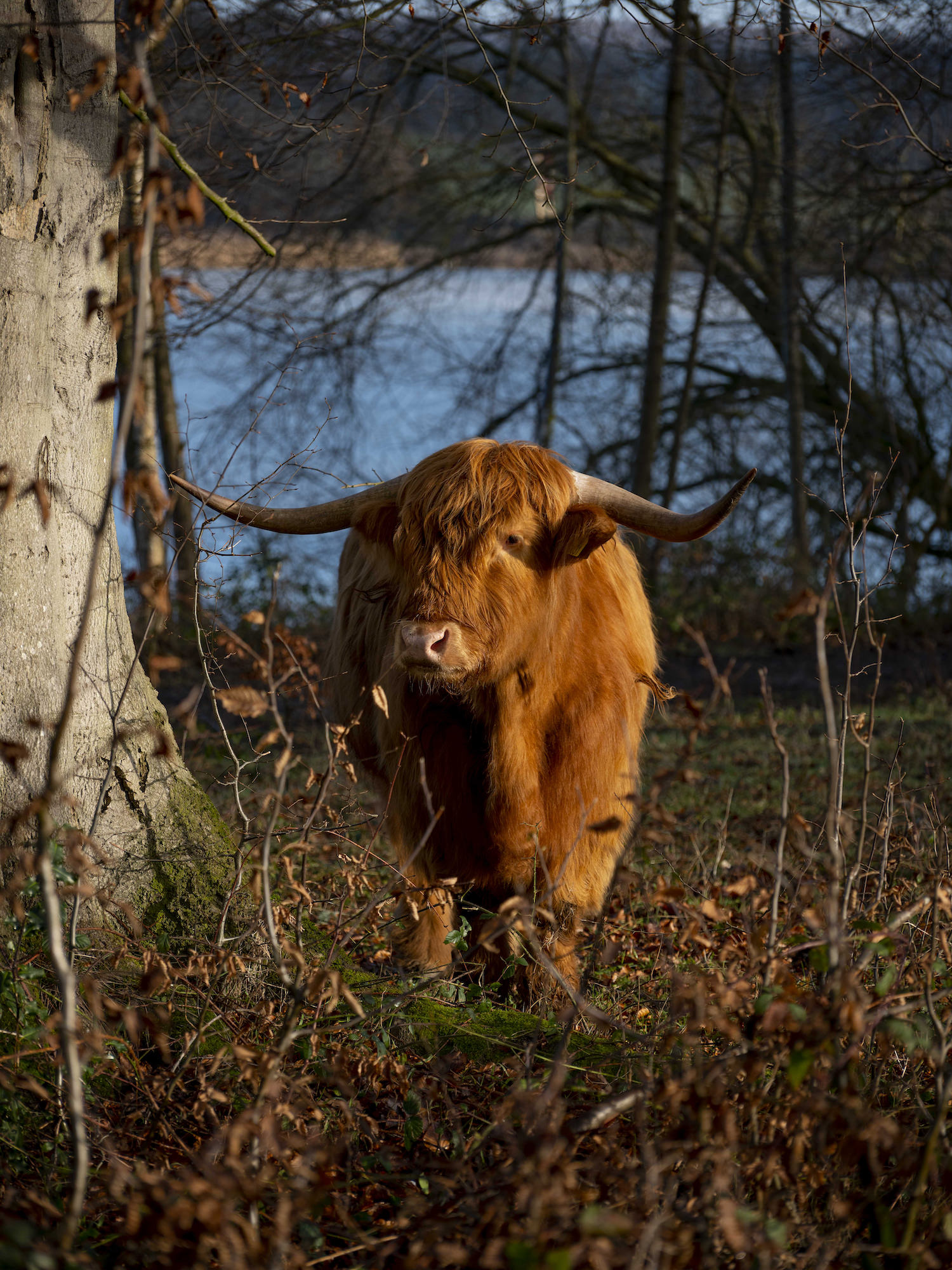 A highland cow with large horns standing in woodland next to a lake
