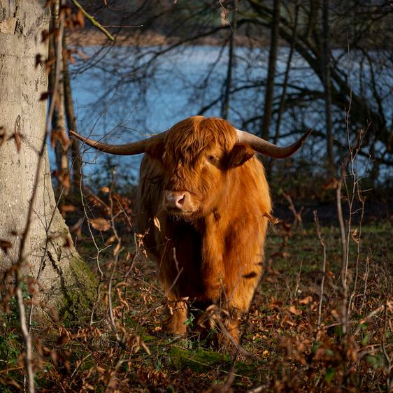 A highland cow with large horns standing in woodland next to a lake