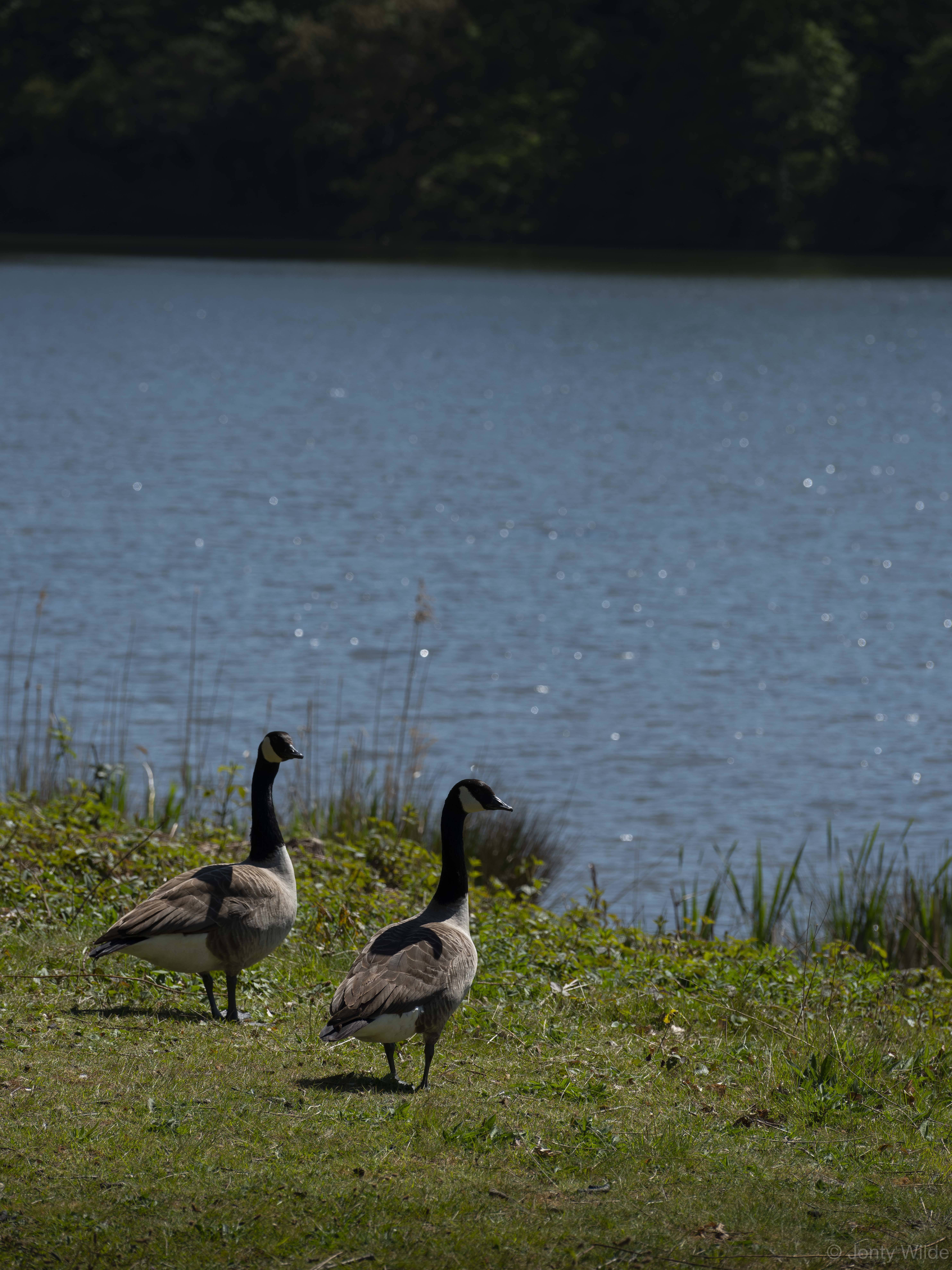 Two Canada geese standing next to a lake