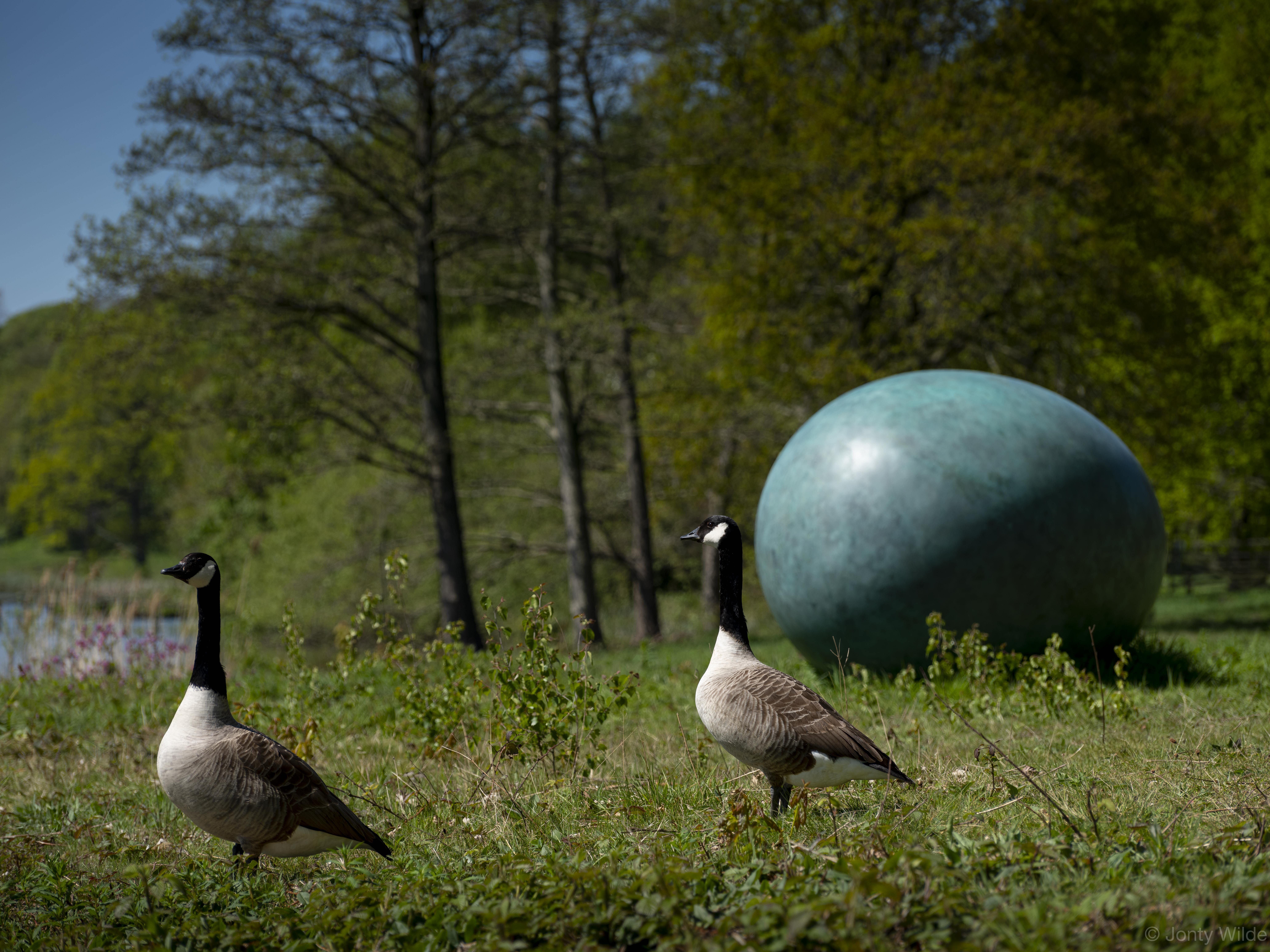 Two Canada geese standing in front of a large green egg shaped sculpture.