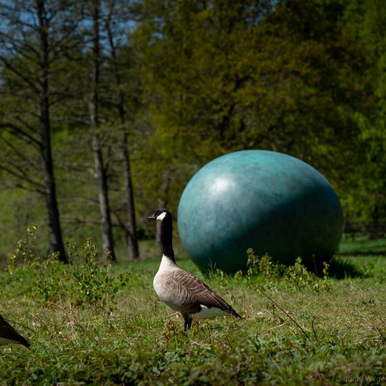Two Canada geese standing in front of a large green egg shaped sculpture.