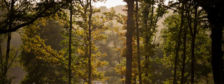 A woodland.