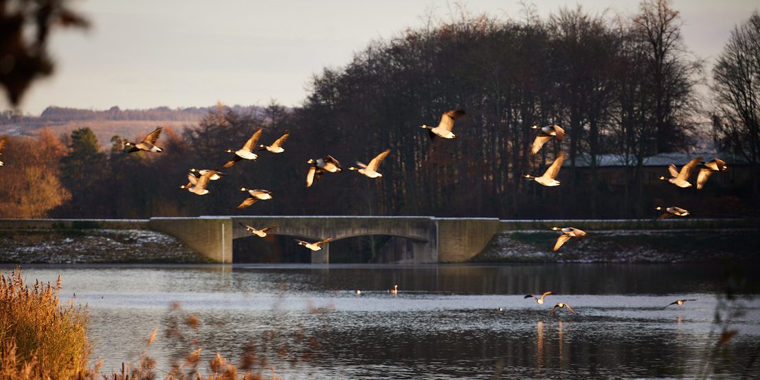 A flock of geese flying over a lake at sunset