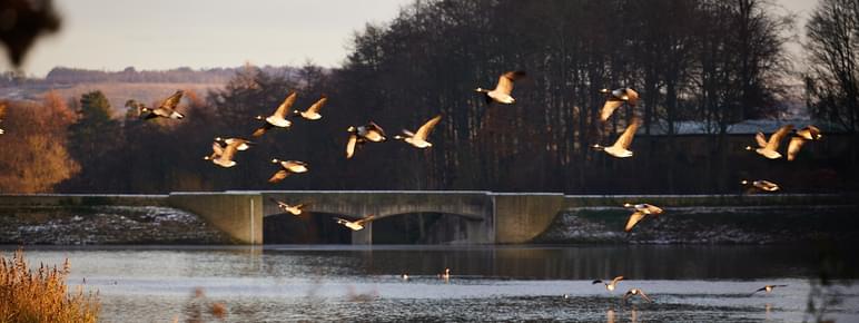A flock of geese flying over a lake at sunset