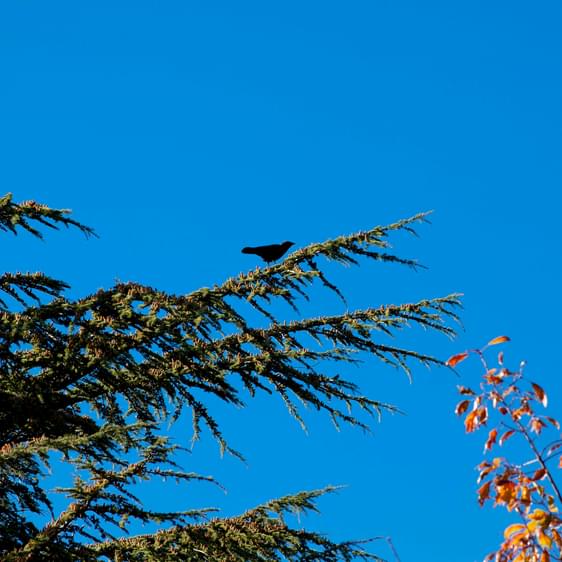 A blackbird perched on the branch of an evergreen tree