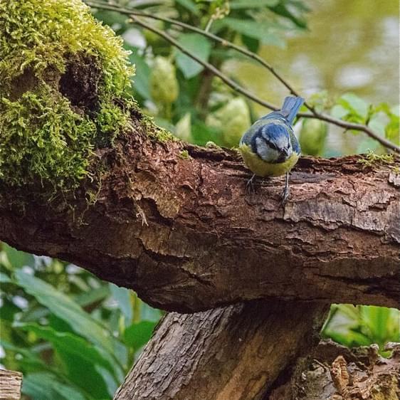 A blue tit perched on a moss covered branch