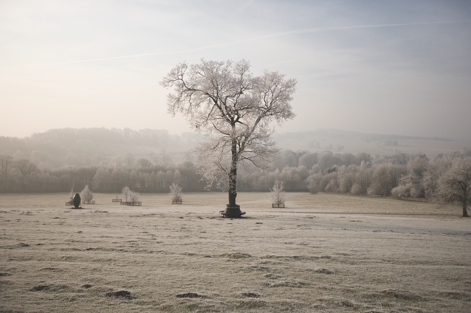 A tall tree in the parkland in the morning frost.