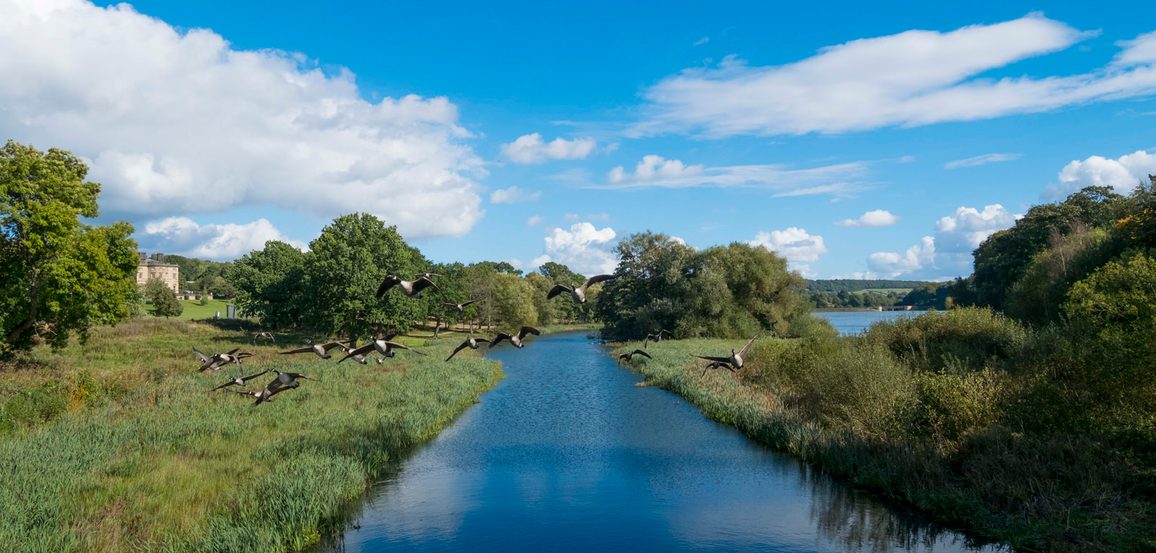 A folck of geese flying over a lake surrounded by green foliage