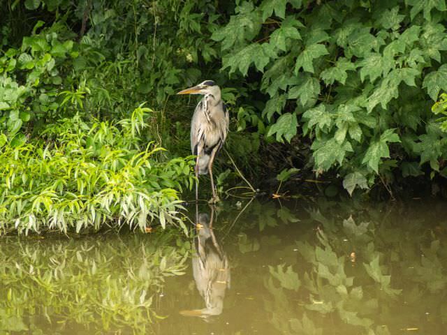 A heron standing in shallow water with green foliage behind it.