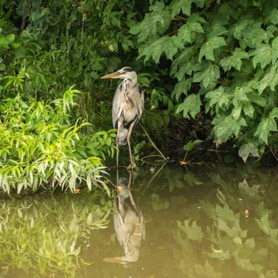 A heron standing in shallow water with green foliage behind it.