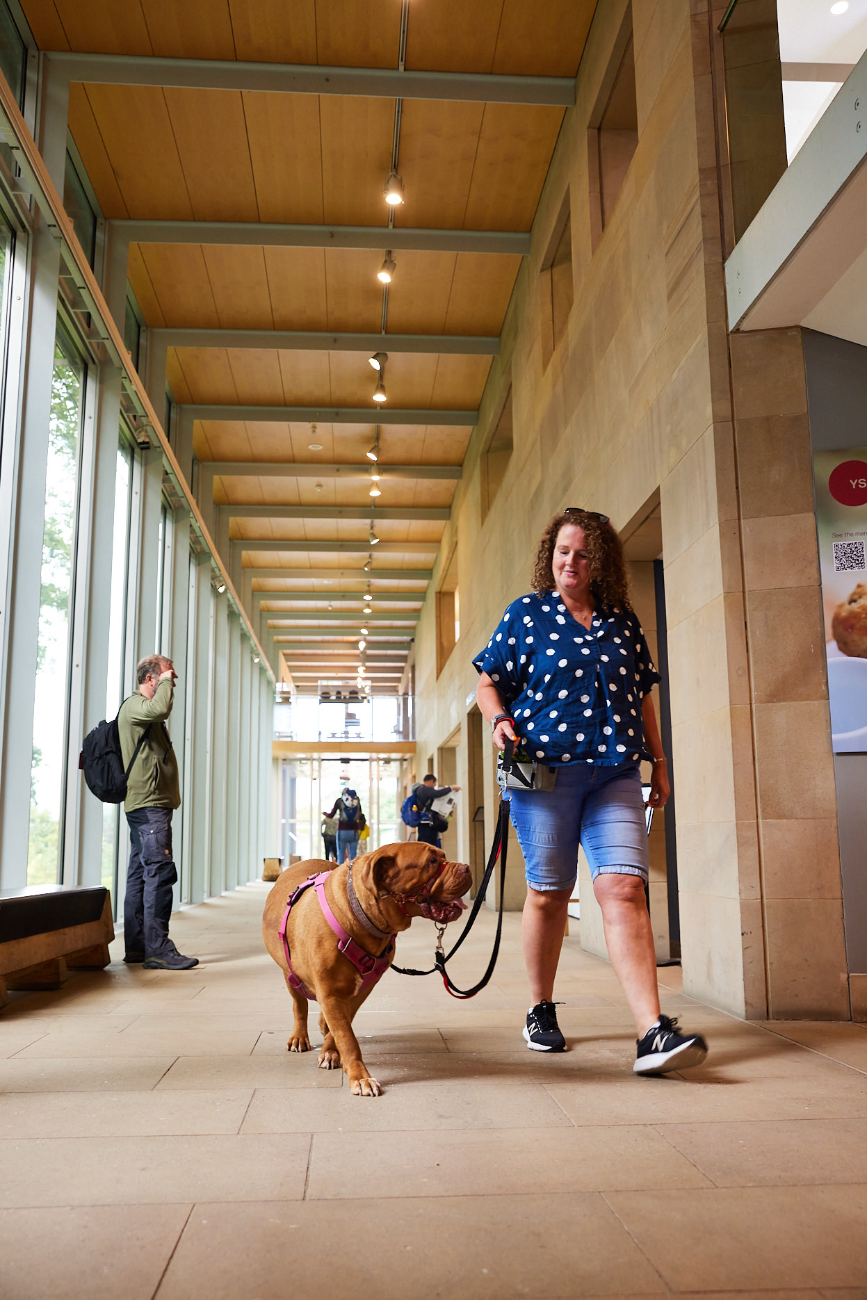 A woman wearing shorts and t-shirt, walking a large tan coloured dog on a lead through the YSP Visitor Centre