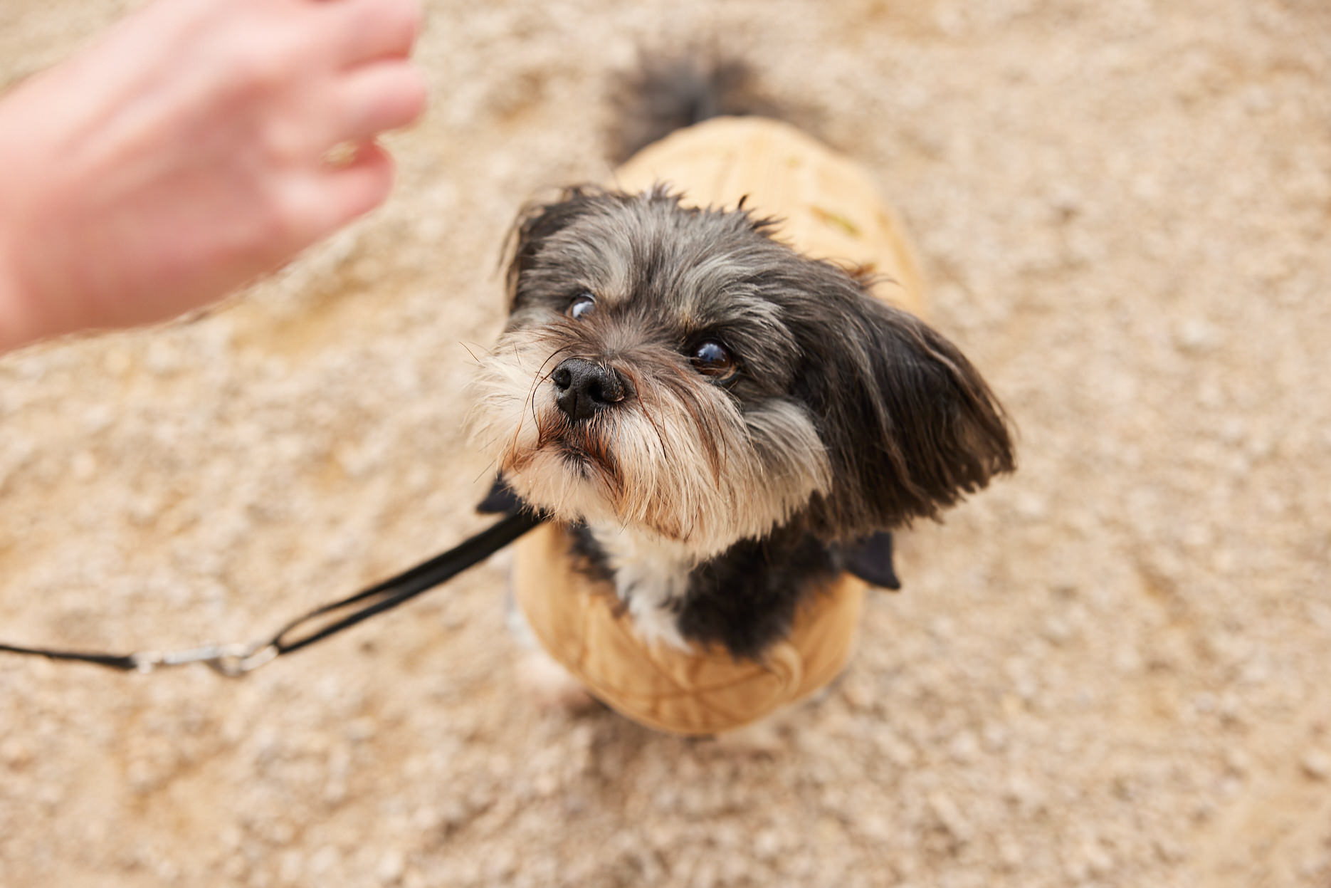 A small dog wearing a brown coat
