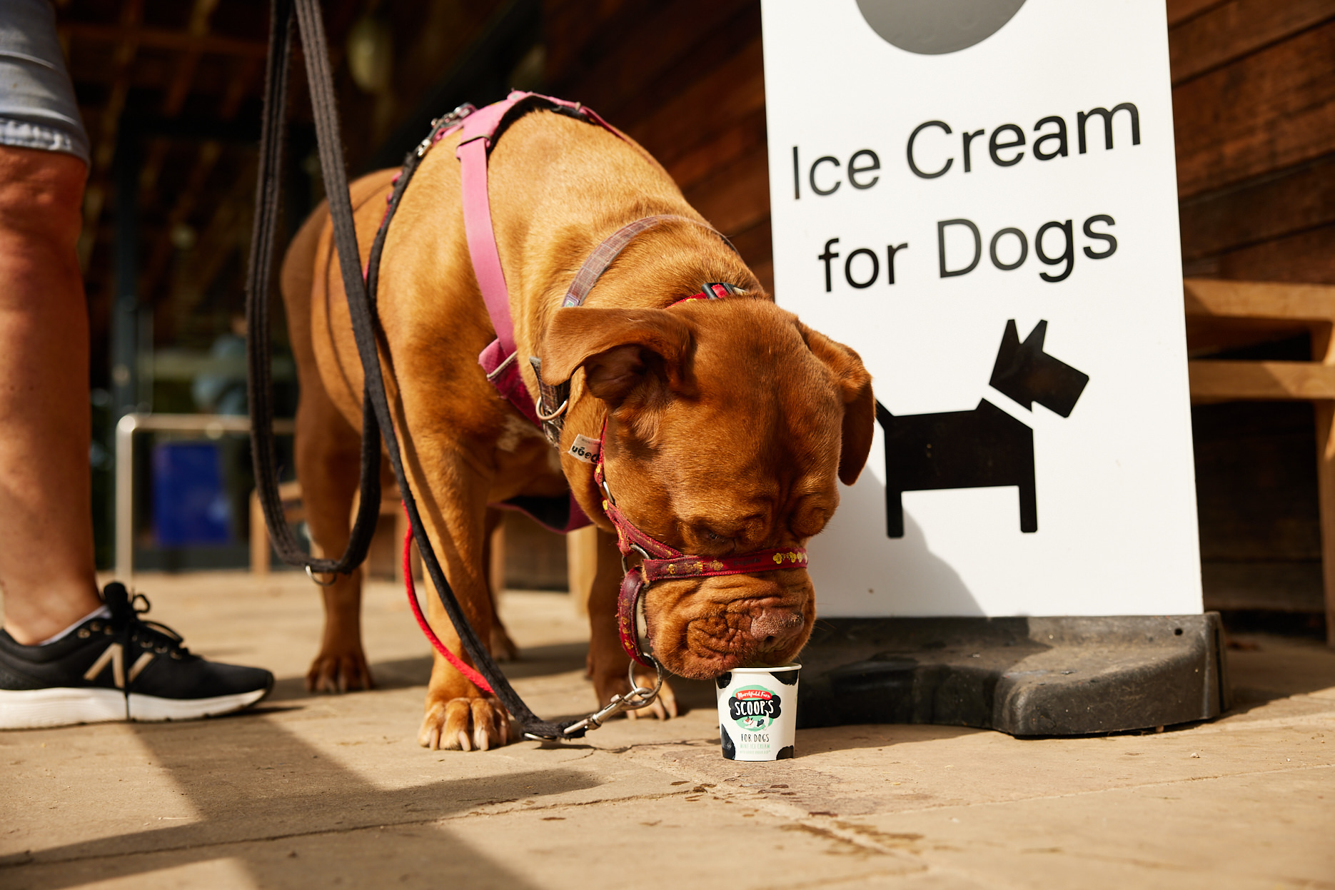 A large tan coloured dog eating a dog ice cream in front of a white sign reading Ice Cream for Dogs