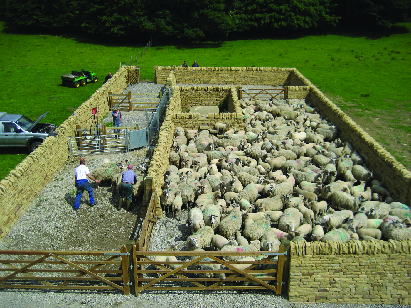 A dry stone wall sheep fold enclosure full of sheep