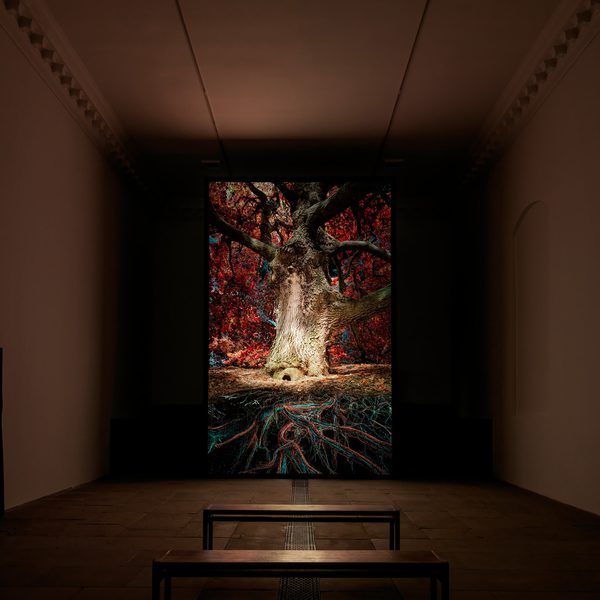 A digital projection of an oak tree in a darkened gallery space.