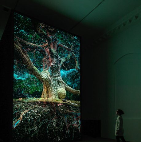 A woman stands in front of a digital projection of an oak tree in a darkened gallery space.