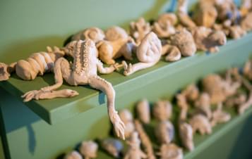 A shelf full of wax animal models