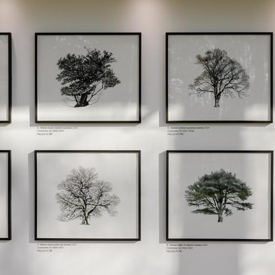 A series of framed illustrations of trees in black frames.