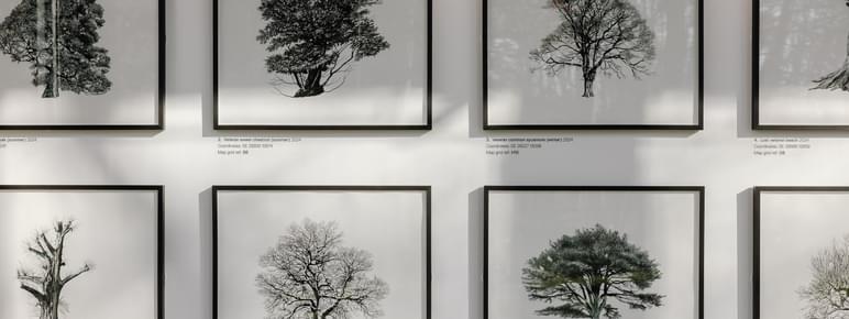 A series of framed illustrations of trees in black frames.