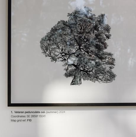 A framed illustration of a tree