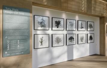 An alcove displaying 10 framed illustrations of trees in rows. An interpretation panel is displayed on the wall next to the works.